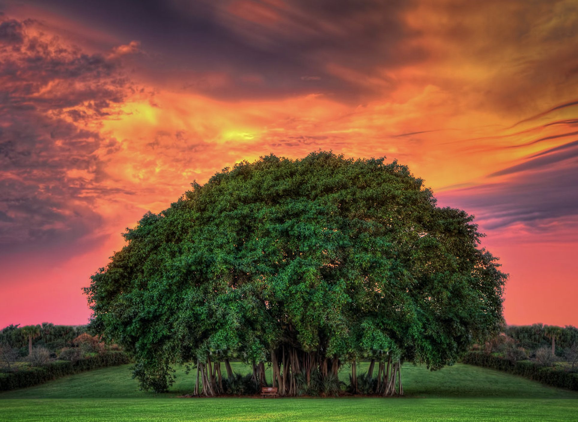 Under The Banyan Tree – Little Home In The Valley